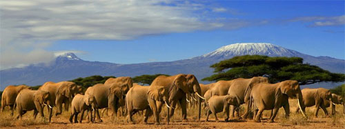 Safari Kilimanjaro - Kenya